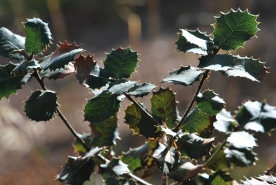 Quercus coccifera - dub kermesový (4)